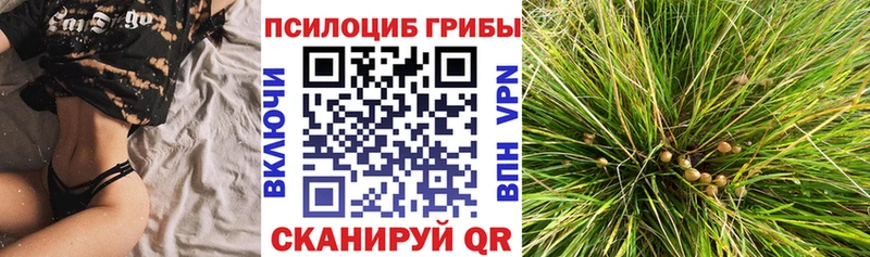 Псилоцибиновые грибы Psilocybe  блэк спрут tor  Домодедово  магазин  наркотиков 